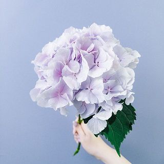 パープル・ピンク系をセレクトしました