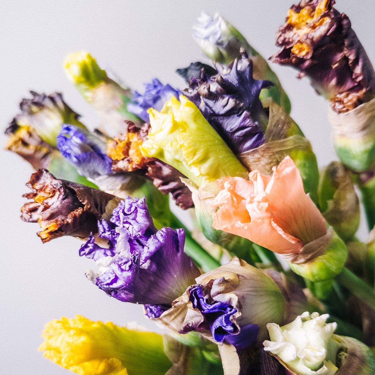 虹の花「ジャーマンアイリス」