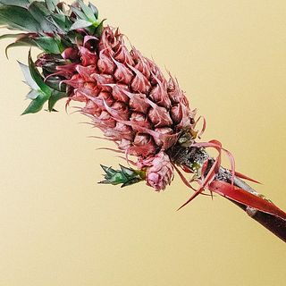 小さなパインが付いているかも！？🍍