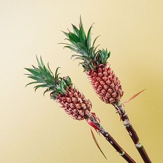 実付きには個体差がございます。ご了承ください。