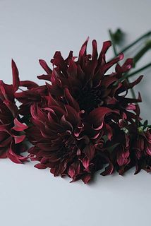 外側の花びらには傷がついています。気になる場合は間引いてあげてください。
