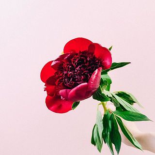 芍薬「レッドチャーム」