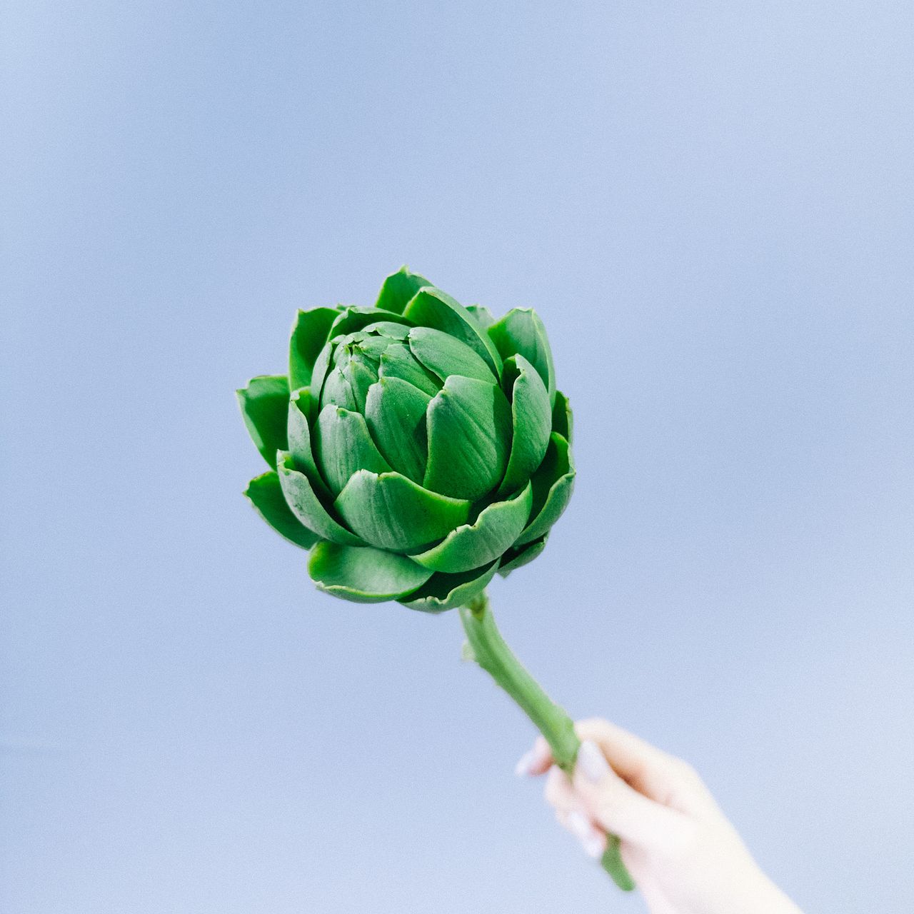 アーティチョーク 生花 生け花 アーティチョーク アナベルの写真素材 - PIXTA, image size:1280x1280