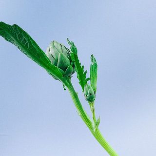 ちっちゃい蕾は咲くかな？