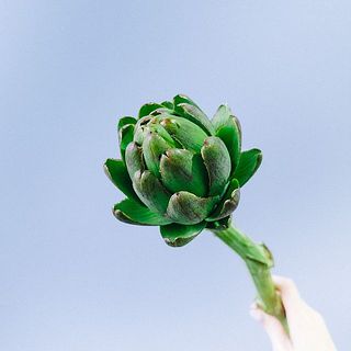 黒っぽい個体もありますが、品質は問題ありません。色の個体差があります。