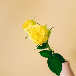 夏の太陽のような花姿☀️
