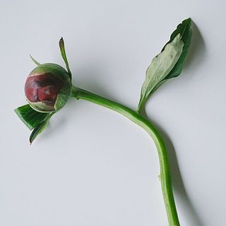 中には茎の曲がったものもありますが、品質に問題ありませんのでそのまま飾ってあげてくださいね。