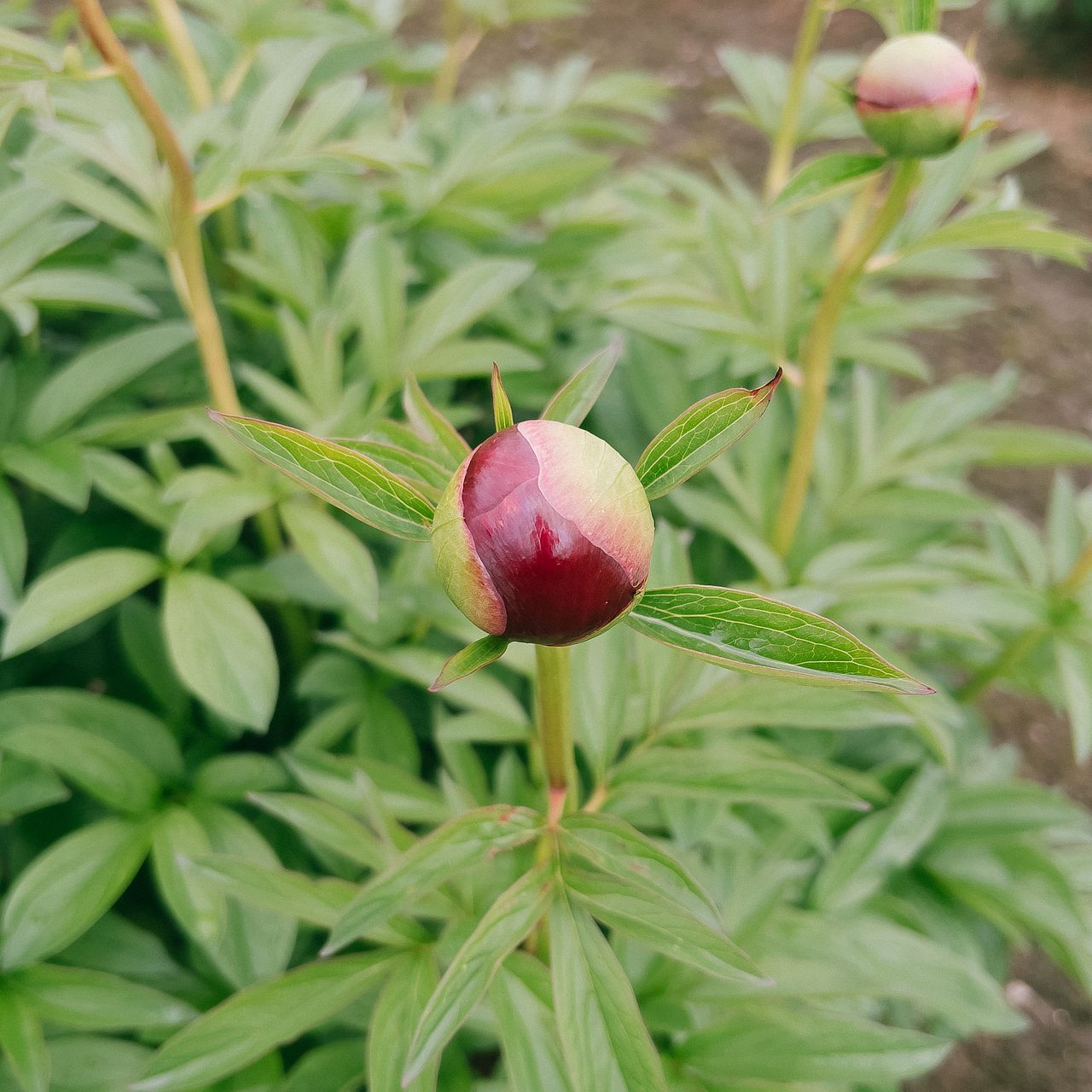 【週末限定価格】大人かわいい芍薬とガーベラリース　29cm 産直】佐井さんの完熟芍薬