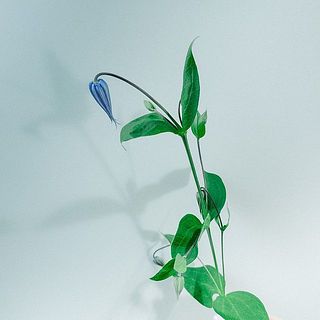 茎がしっかりしており、自立します！蕾から開いてきます。