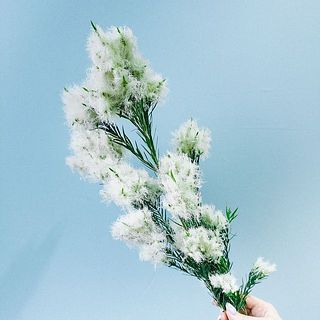 ふわふわのお花がかわいい🐏 花付きには個体差があります。
