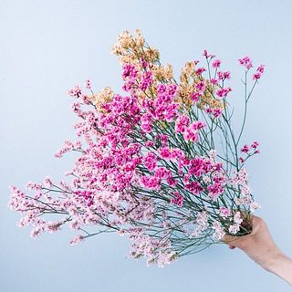 ❇️ハイブリッドスターチス❣️ 2種類 ハイブリッドスターチス『ブルーム』 | 花屋 はな輔