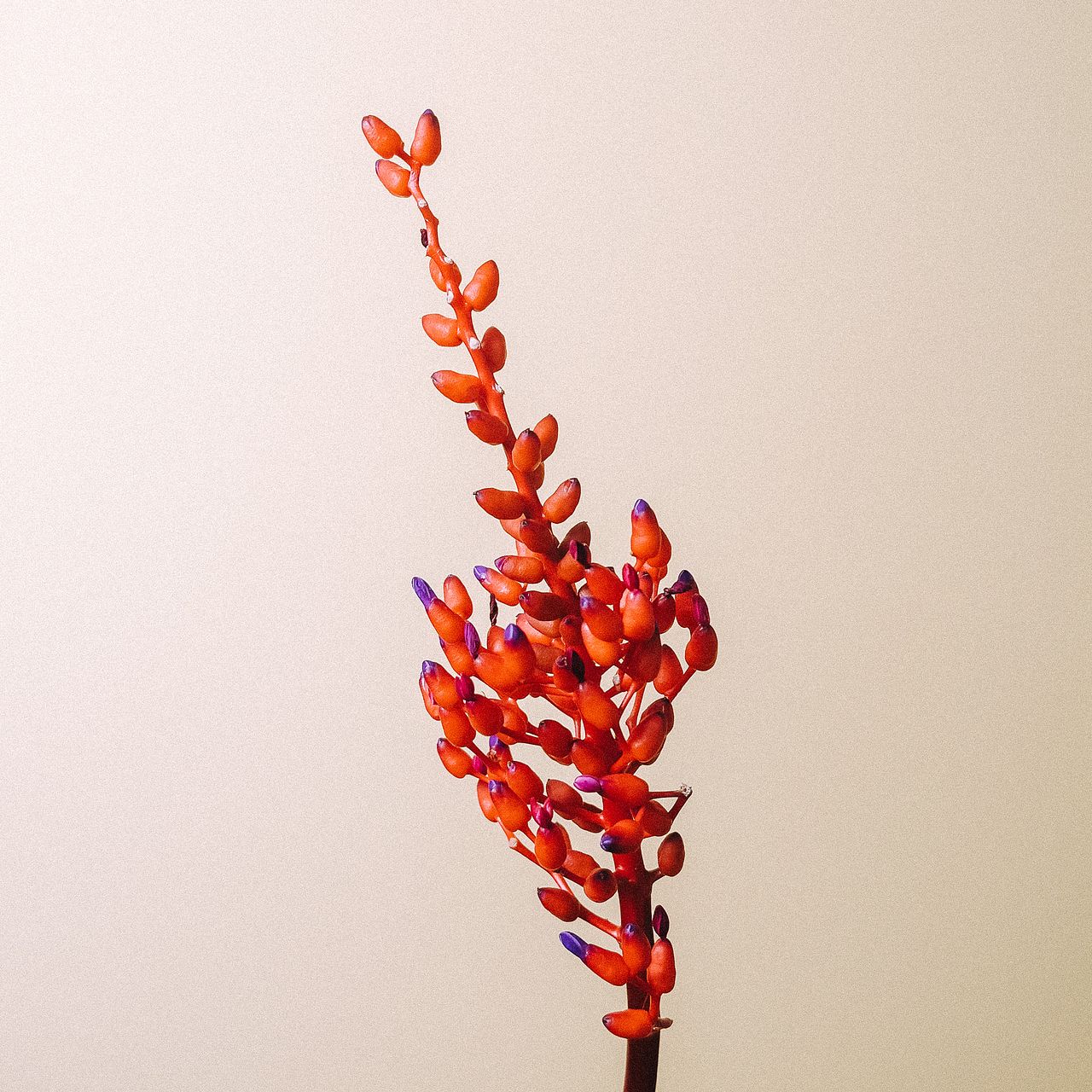 マリーゴールド