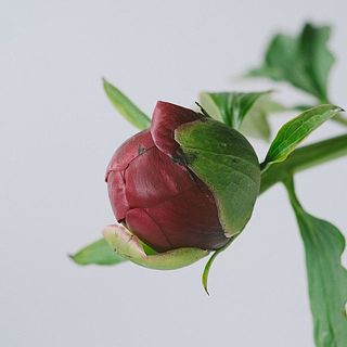 芍薬は露地栽培なので、つぼみに傷がついてることも。気になる場合は優しく取り除いてください。