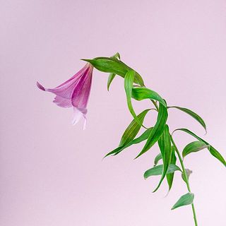 俯いて咲きます。輪付きには個体差があります。