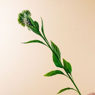 ケイトウの葉は変色しますので、届きましたら取り除いてあげましょう。