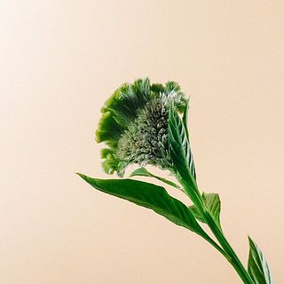 ケイトウの種の部分は変色します。優しく種は取り除いてあげましょう。