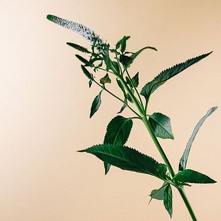 ベロニカの葉は変色しますので、届きましたら取り除いてあげましょう。