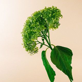 アナベルはしっかりと水あげが必要です。