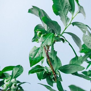 葉には虫食いがあることがございます。優しく摘み取りましょう。