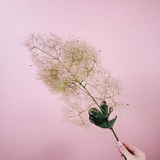 スモークツリーはドライになりやすいです。ふわふわな時期は短いので存分に楽しんで！