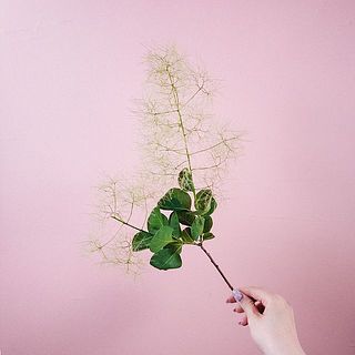 花付きには個体差があります