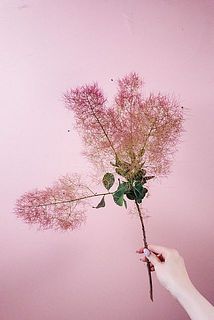 花穂がしっかり詰まった、品質の良いスモークツリーです！
