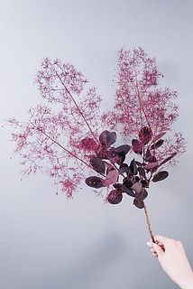スモークツリーはドライになりやすいです。ふわふわな時期は短いので存分に楽しんで！