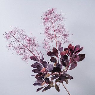 花数は個体差があります。
