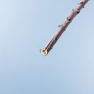 水揚げは、ハサミで割りを入れるか、玄能などでで叩いてほぐしてあげましょう。