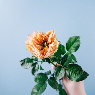 変わり咲きバラ「フォセット」