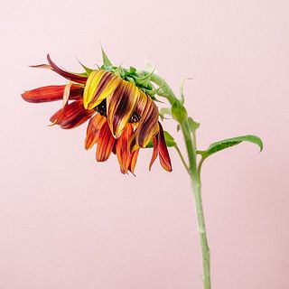 俯きがちなお花もあります