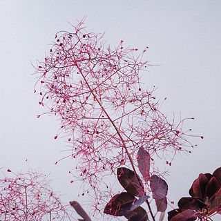 先端に丸い種がついています。