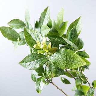 ブルーベリーの新芽がどんどん伸びてくるかも！？
