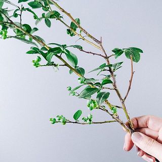 ブルーベリーの実付きや枝ぶりには個体差がございます。ご了承ください。