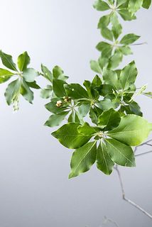 ドウダンツツジの花は一部変色しているものがございます。あらかじめご了承ください。
