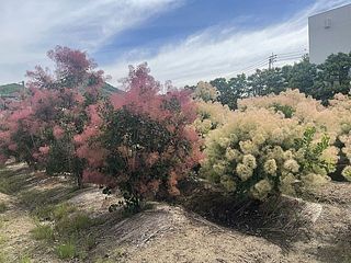 福家さんのスモークツリーの圃場の様子