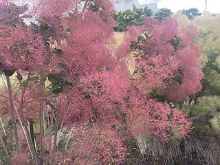 スモークツリーレッド