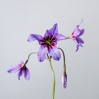 リューココリーネは繊細なお花。花びらに傷がついていることも。