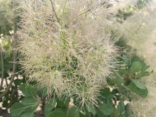 花の先端に白い繊毛が出たタイミングが切り頃！