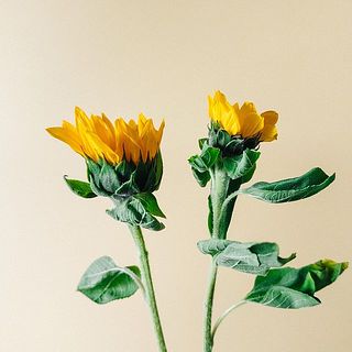 花には個体差がございます。