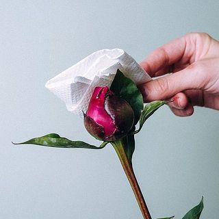 芍薬のつぼみは、蜜で少しベタついています。そのままにしておくと花が開きにくい原因となってしまうので、濡らしたキッチンペーパーなどでやさしく拭き取ってあげてください。
