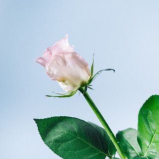 外側の花びらが傷ついていたら優しくとってください。