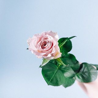 バラ「クリスタルドレス」