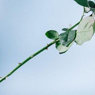 トゲにご注意ください。