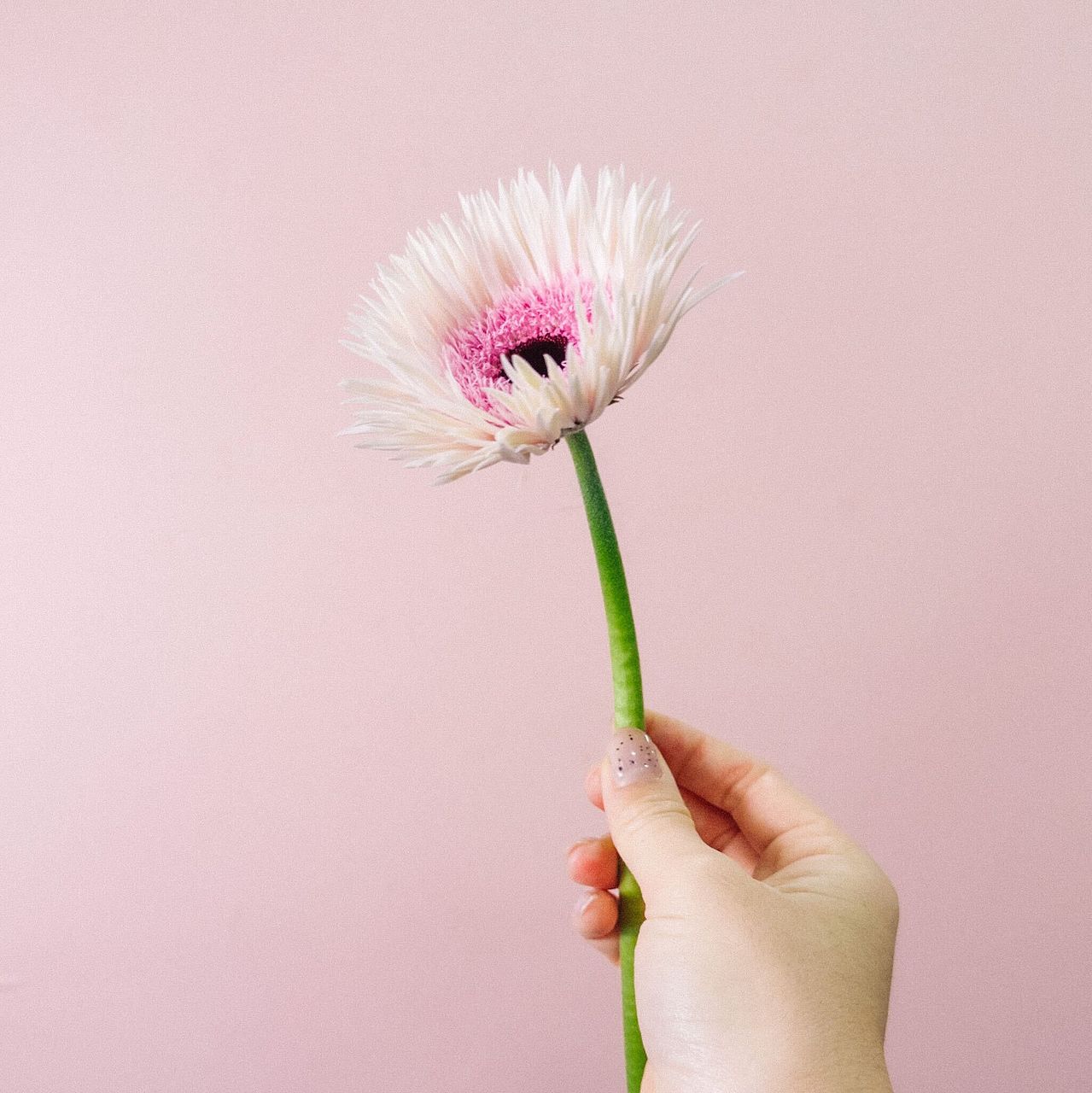 大輪ガーベラ「スタント」