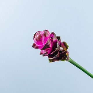 大きさには個体差がございます。ご了承ください。