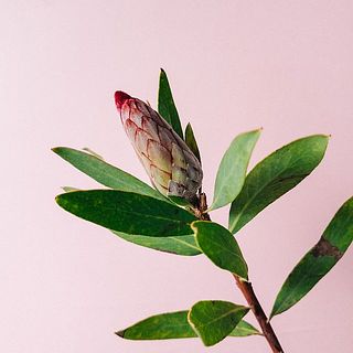 蕾は咲かないことがあります。あらかじめご了承ください。