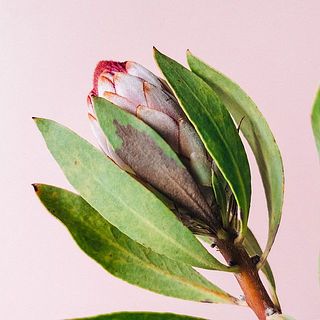 葉に痛みがあることも。気になる場合は優しく取り除いてください。