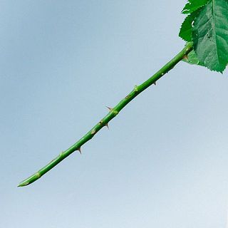 バラのトゲにご注意ください