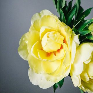咲くと中心が赤く色付いている部分がキュート😍